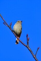 冬に公園や庭先で見られる身近なかわいい小鳥、ジョウビタキの雌
