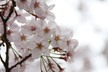 blossom in spring
