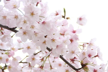 cherry blossom