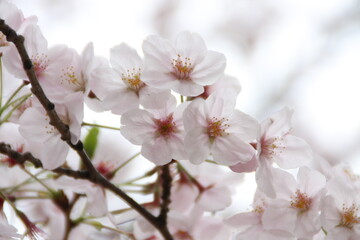 cherry blossom