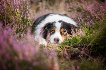 Fototapeta premium Australian Shepherd black-tri, Hund im Sommer beim Spaziergang in sommerlicher Umgebung, Freilauf ohne Leine