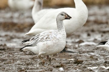 真っ白な美しい羽をした、めったに見られない冬の渡り鳥、ハクガンの幼鳥