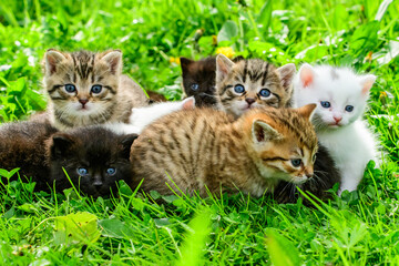 Fototapeta na wymiar Group of little kittens in the grass
