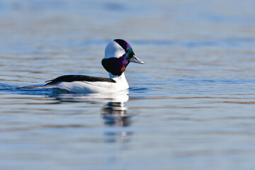 純白の羽と虹色に輝く顔がとても美しい、めったに見られない珍しいカモの仲間、ヒメハジロ
