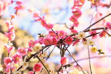 3月小春日和の可愛い枝垂れ梅の花