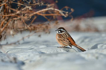 真冬の雪景色で姿を見せた身近なかわいい野鳥、ホオジロ