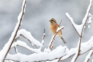 真冬の雪景色で姿を見せた身近なかわいい野鳥、ホオジロ