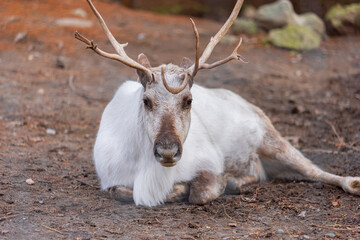Reindeer Relaxing After Giving A Ride To Santa. White Rangifer Tarandus With Horns Portrait. 