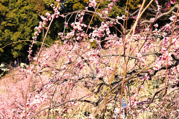3月小春日和の可愛い枝垂れ梅の花