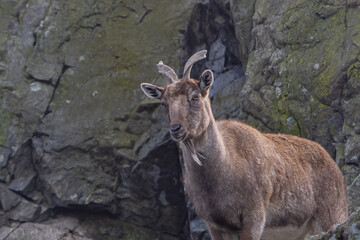 Mountain Goat Portrait With Huge Flat Cliff Background. Brown Markhor Portrait.