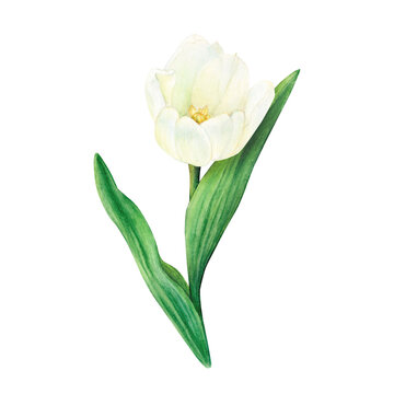 The white tulip is painted in watercolor with leaves isolated on a white background.