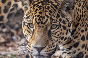 Fototapeta na wymiar Jaguar Head Close Up Portrait Shot. Beautiful Big Cat From South America.