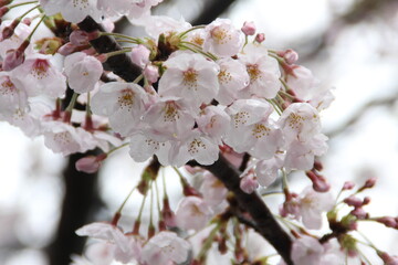 cherry blossom
