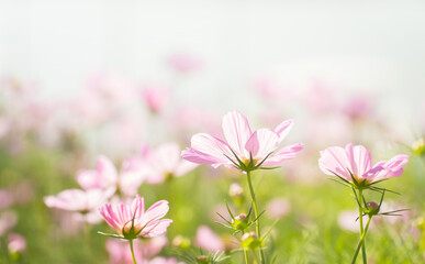 Pink cosmos flowers in the field with bokeh blurred background.