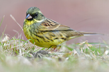 公園や庭先で冬に見られる小鳥、深緑色と黄色が美しいアオジ
