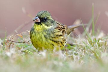 公園や庭先で冬に見られる小鳥、深緑色と黄色が美しいアオジ