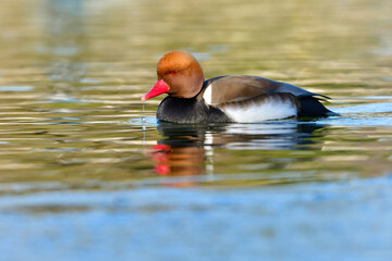 オレンジの頭、赤い嘴、黒い旨が目立つ珍しい冬の渡り鳥、アカハシハジロ