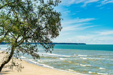 Trees growing on the sandy seashore. Plants that overcome the limitations of the environment.