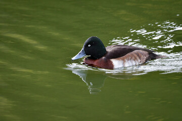 冬に見られる珍しい美しい渡り鳥、絶滅危惧種のアカハジロ