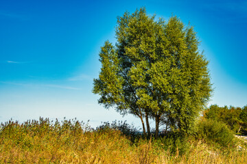 Fototapeta premium A tree lit by the bright summer sun surrounded by green bushes.