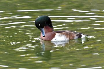 冬に見られる珍しい美しい渡り鳥、絶滅危惧種のアカハジロ