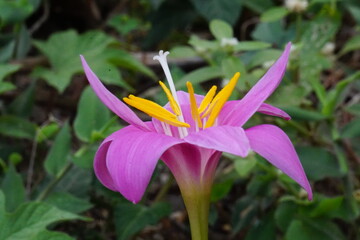 pink and yellow flower