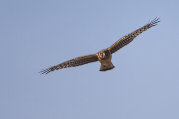 Hawk In Flight With Open Spotted Wings Searching For Prey. A Harrier With V Shape Wing And Warm Brown Red Plumage.