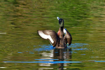 冬に見られる珍しい美しい渡り鳥、絶滅危惧種のアカハジロ