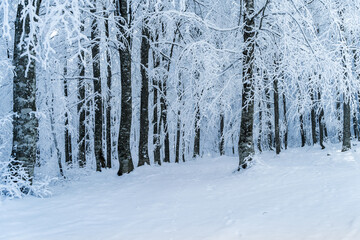 Winter landscape in the forest - 568792245