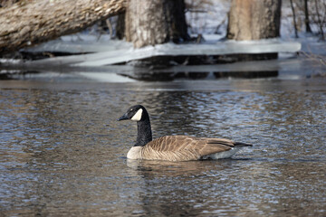 Canada Goose Portrait Paddling In A River With Frozen Surroundings In The Background