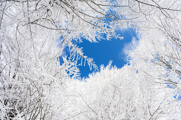Frozen tree branches, background