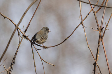 Dark-Eyed Junco Bird (Junco hyemalis) Perched On A Twig In Massachusetts. This Variation Is From Oregon Subspecies. 
