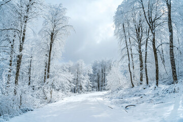 winter landscape in the forest - 568792466
