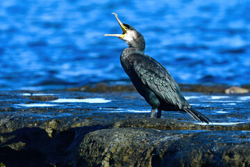 海や川で見られる大型の真っ黒な水鳥、
