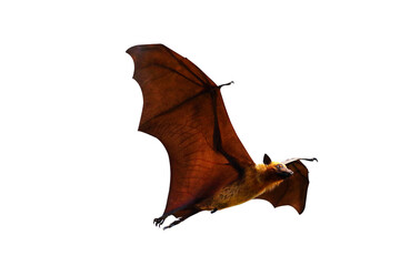 Bat flying isolated on transparent background. "Lyle's flying fox"	