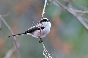 公園で見られる身近な自然のアイドル、かわいい小鳥、エナガ
