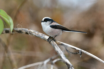 公園で見られる身近な自然のアイドル、かわいい小鳥、エナガ
