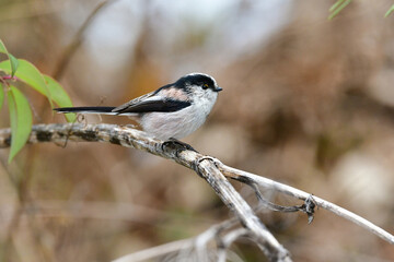 公園で見られる身近な自然のアイドル、かわいい小鳥、エナガ