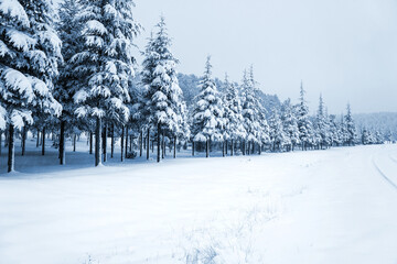 Winter landscape in the forest - 568793405