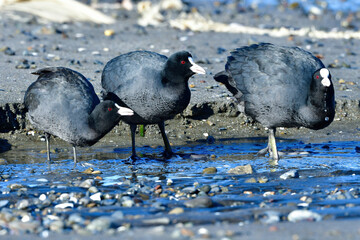 園の池や川や海辺で見られる白黒の身近な水鳥のオオバン