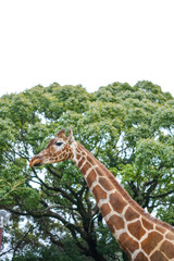 Obraz premium アミメキリン