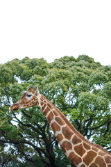 Obraz premium アミメキリン