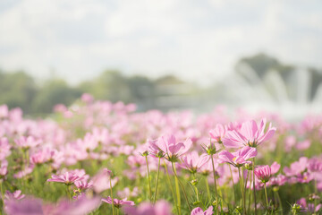 Obraz na płótnie Canvas Pink cosmos flowers in the field with bokeh blurred background.