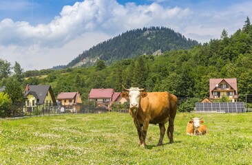 Cows in the meadow of the Carpathian mountains in Cerveny Klastor, Slovakia