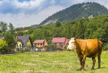 Cow in the landscape of the Carpathian mountains in Cerveny Klastor, Slovakia