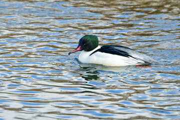 冬に川や湖で見られる大きな水鳥、シックな美しいカモの仲間、カワアイサ