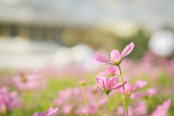 Obraz premium Pink cosmos flowers in the field with bokeh blurred background.