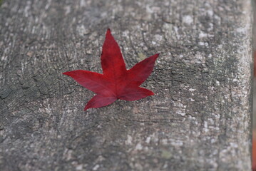 Red 5 pronged leaf on grey  tree bark