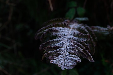 Frost on fern leaf with dark background