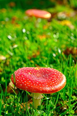 Flat top red fungi with white dots